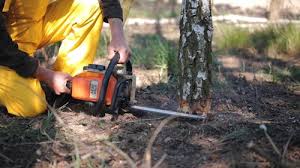 Lawn Renovation and Restoration in Livingston, MT