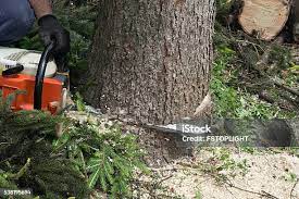 How Our Tree Care Process Works  in  Livingston, MT